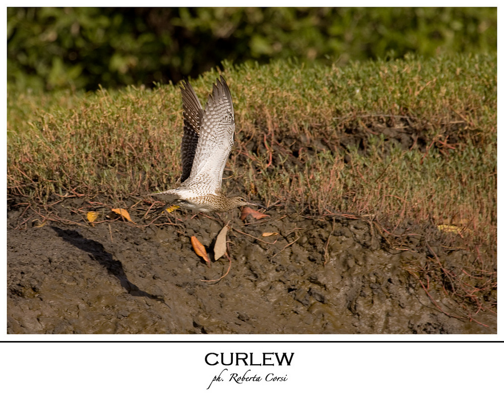 - chiurlo piccolo in volo -