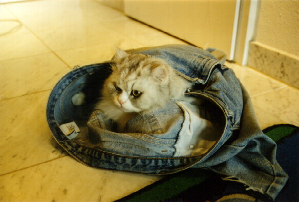 chiva liebt jeans