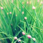 Chives