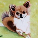 Chiwawa in Pastell