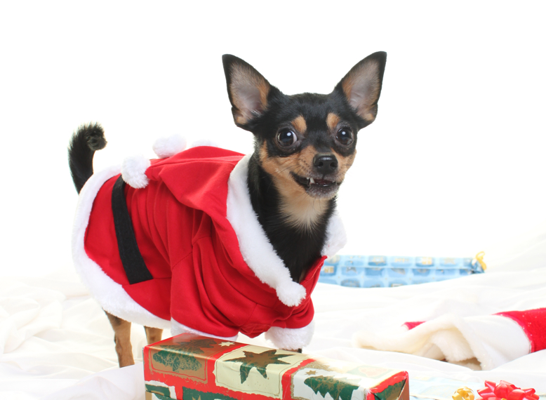 Chiwawa on Chrismas