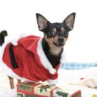 Chiwawa on Chrismas