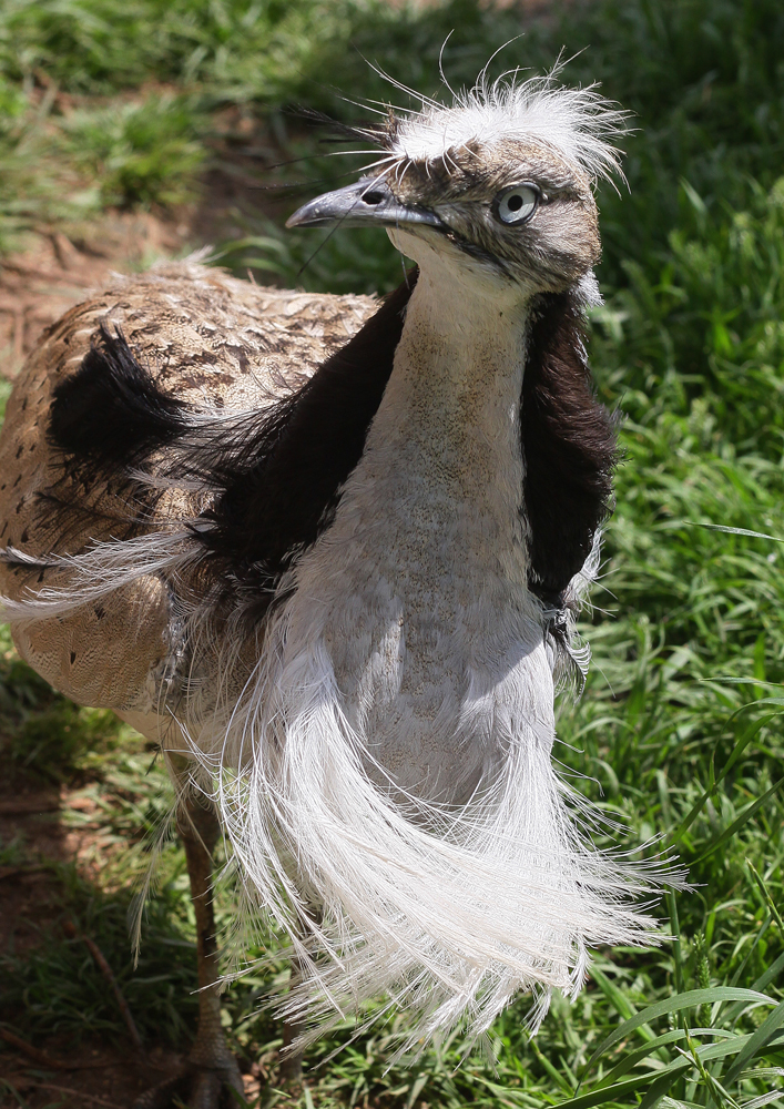 Chlamydotis undulata macqueenii-Asiatische Kragentrappe-Tel Aviv (Meir Segals Garden University Zoo)