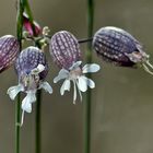 ~~~ *Chlöpferli* - Silene vulgaris ~~~