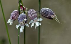 ~~~ *Chlöpferli* - Silene vulgaris ~~~