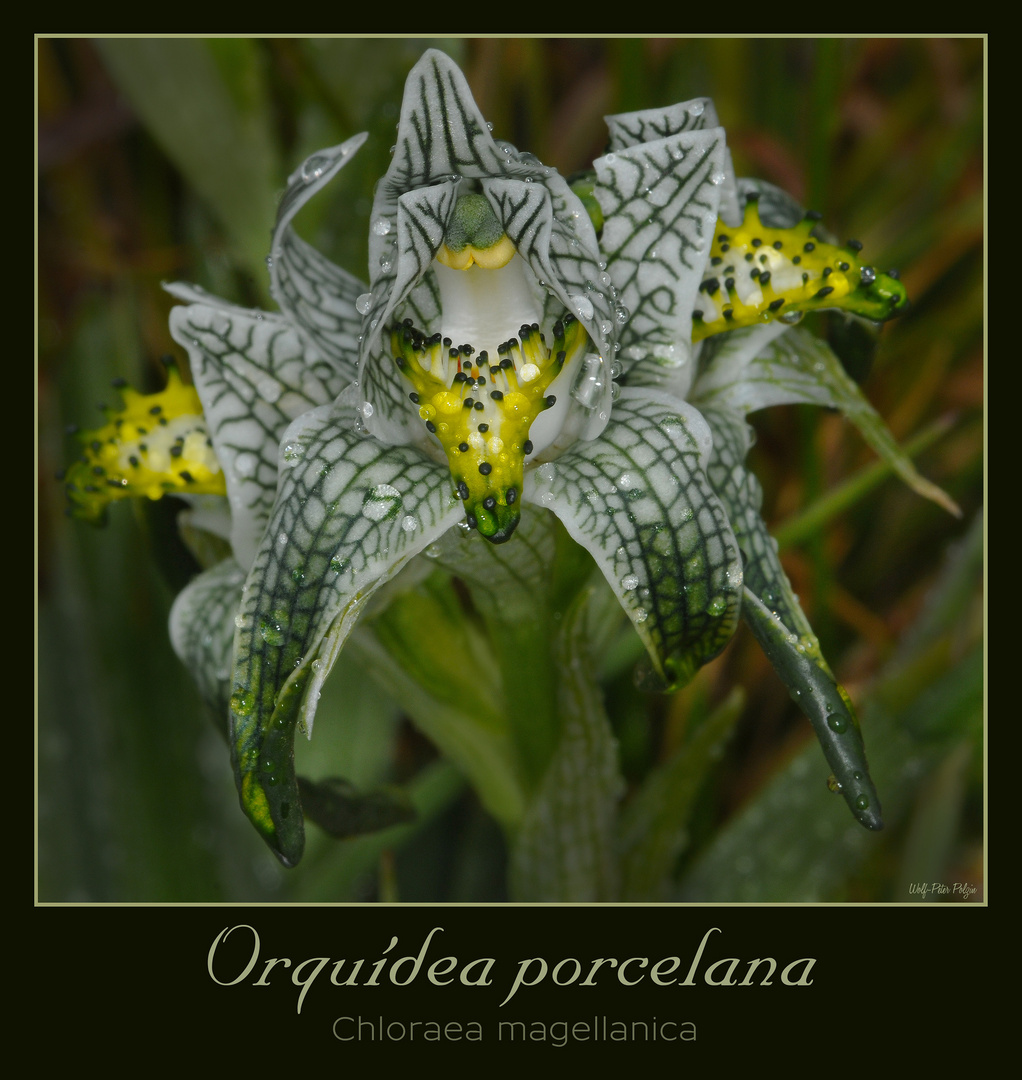 Chloraea magellanica (4194)