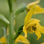 Chloraea undulata.