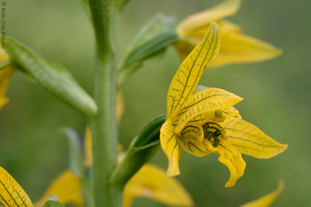 Chloraea undulata.