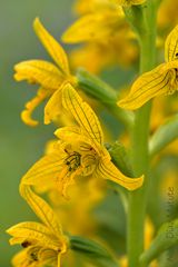 Chloraea Undulata