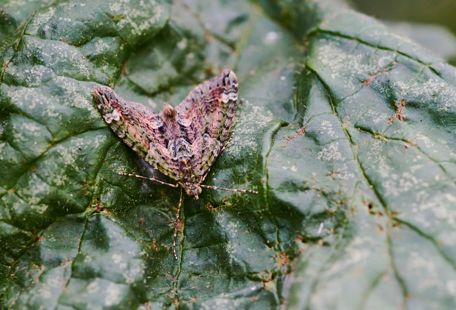 Chloroclysta siterata