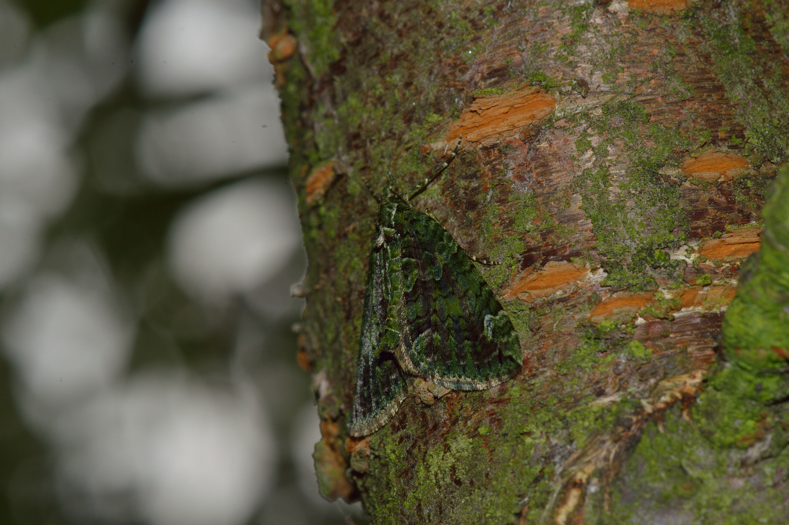 Chloroclysta siterata, Olivgrüner Bindenspanner