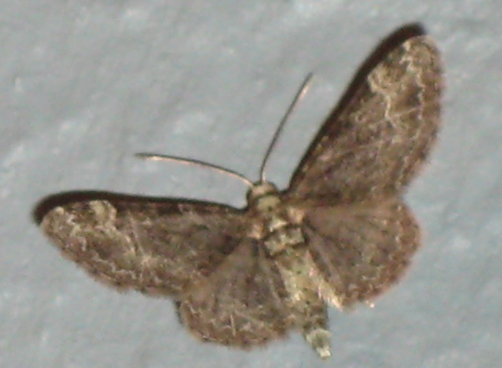 Chloroclystis chloerata