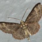 Chloroclystis chloerata