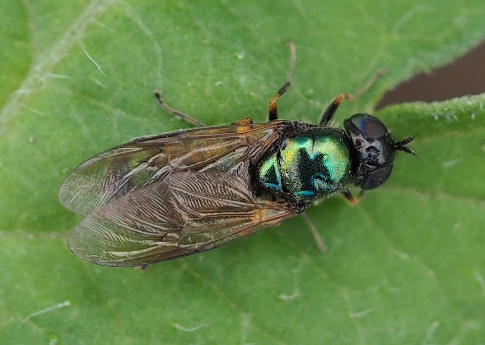 Chloromya formosa, eine Waffenfliege