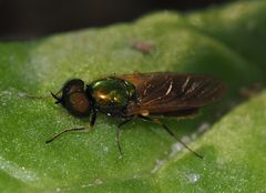 Chloromya formosa m