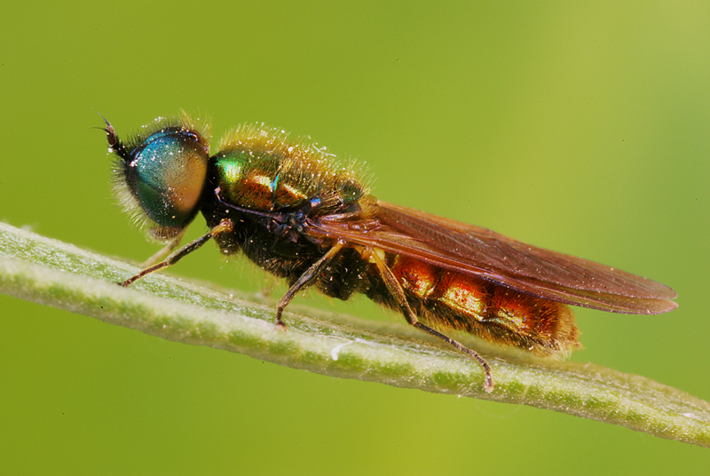 Chloromyia formosa