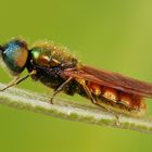 Chloromyia formosa