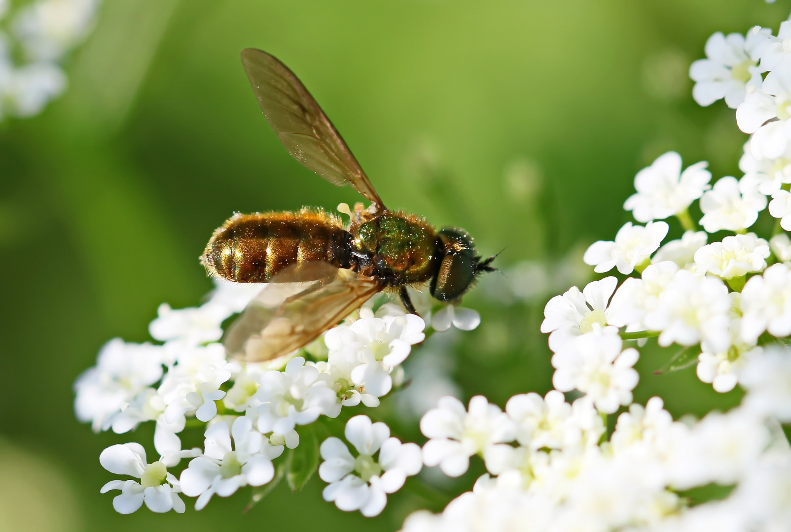 Chloromyia formosa_m