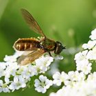 Chloromyia formosa_m