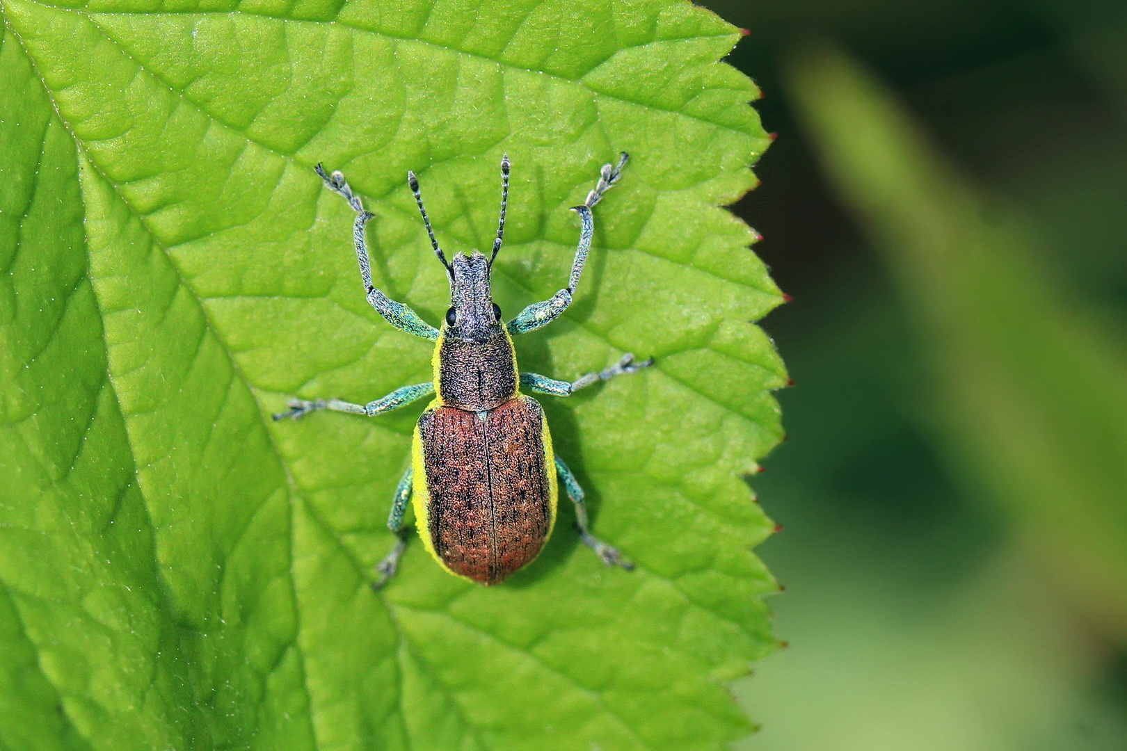 Chlorophanus graminicola