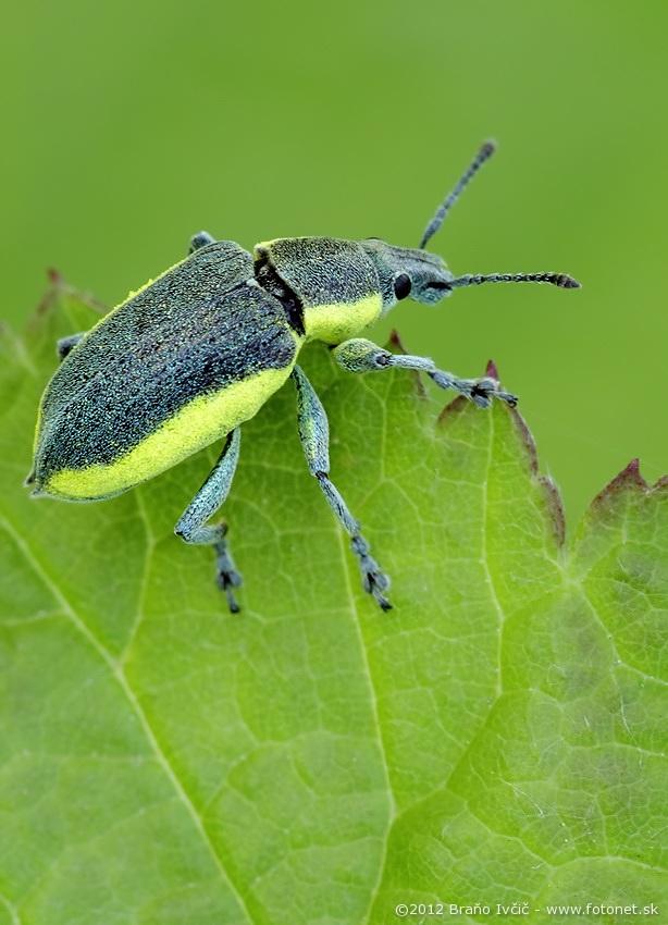 Chlorophanus viridis