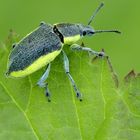 Chlorophanus viridis