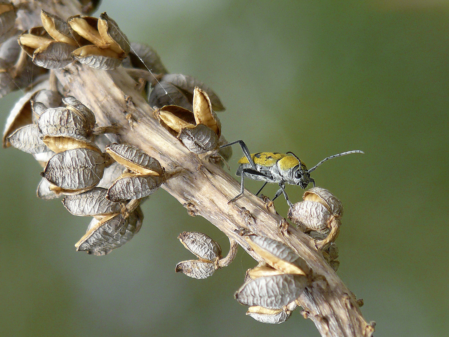 Chlorophorus pilosus