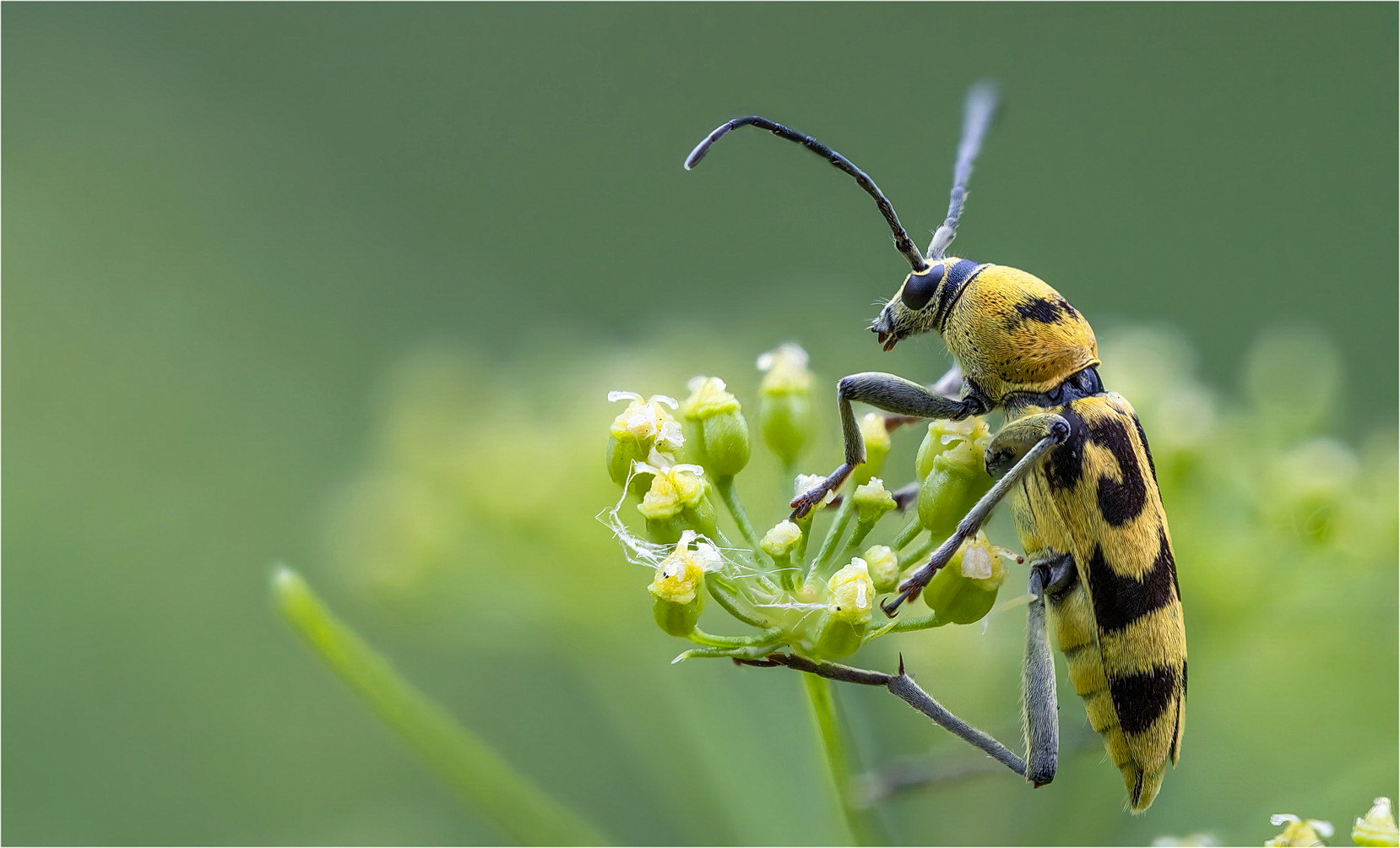 Chlorophorus varius