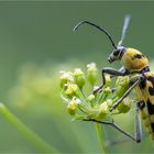 Chlorophorus varius