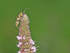 Chlorophorus varius