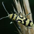 Chlorophorus varius- Bockkäfer