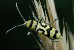 Chlorophorus varius- Bockkäfer