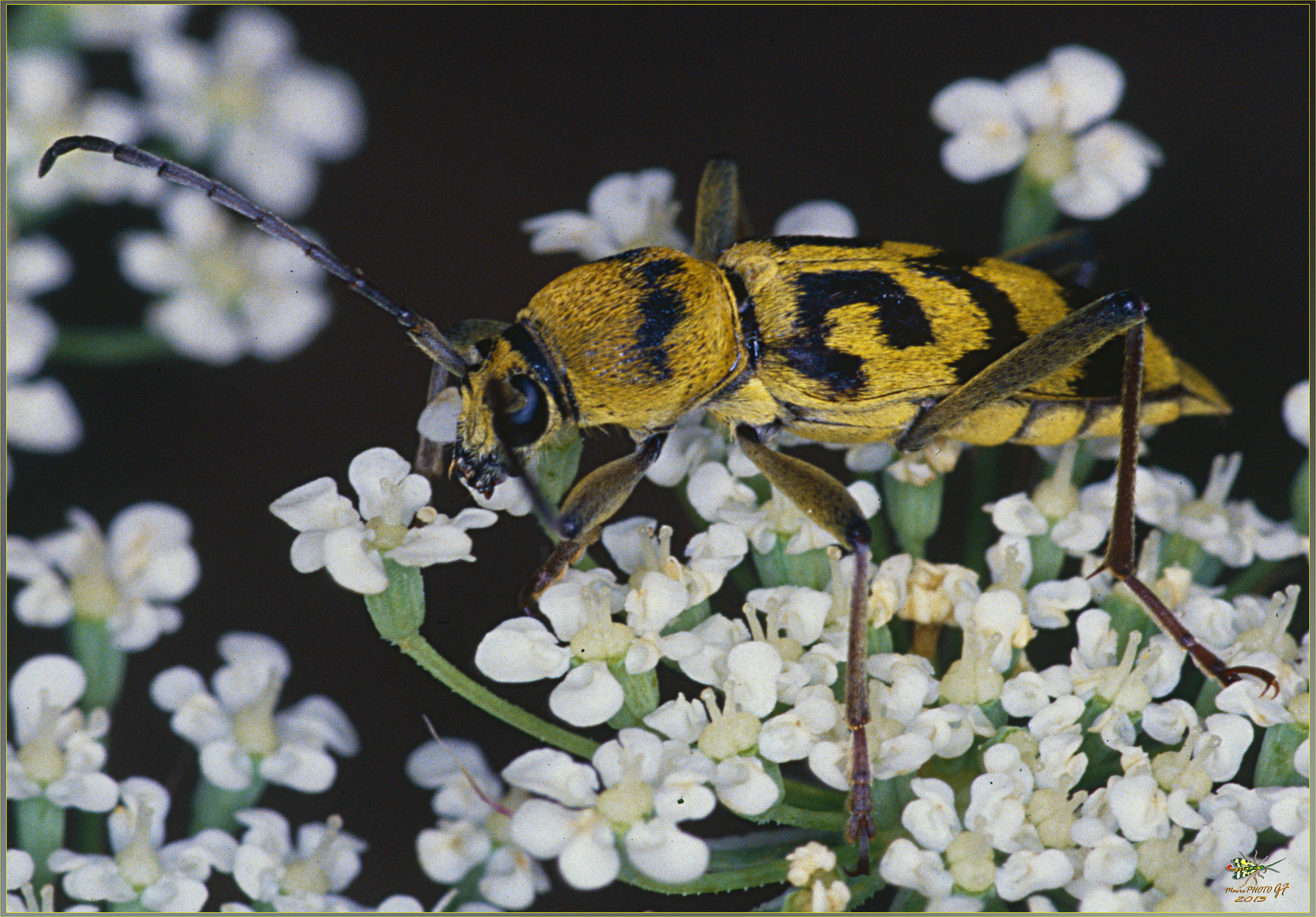 Chlorophorus varius (Müller, 1766)