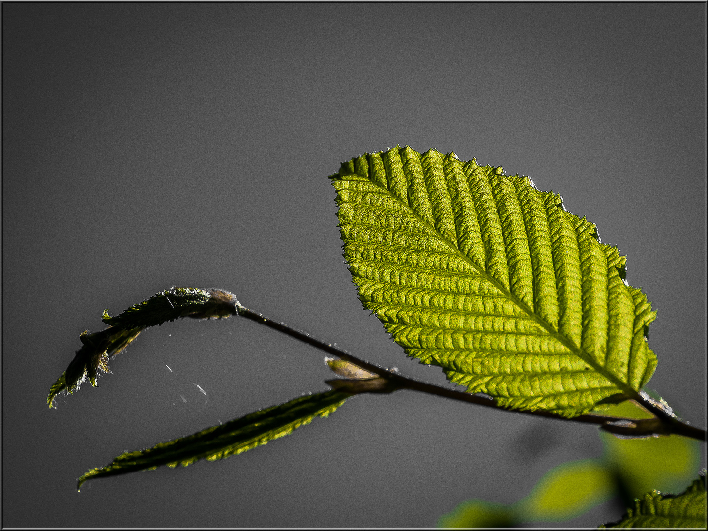 Chlorophyl Foto & Bild bäume, frühling, natur Bilder auf
