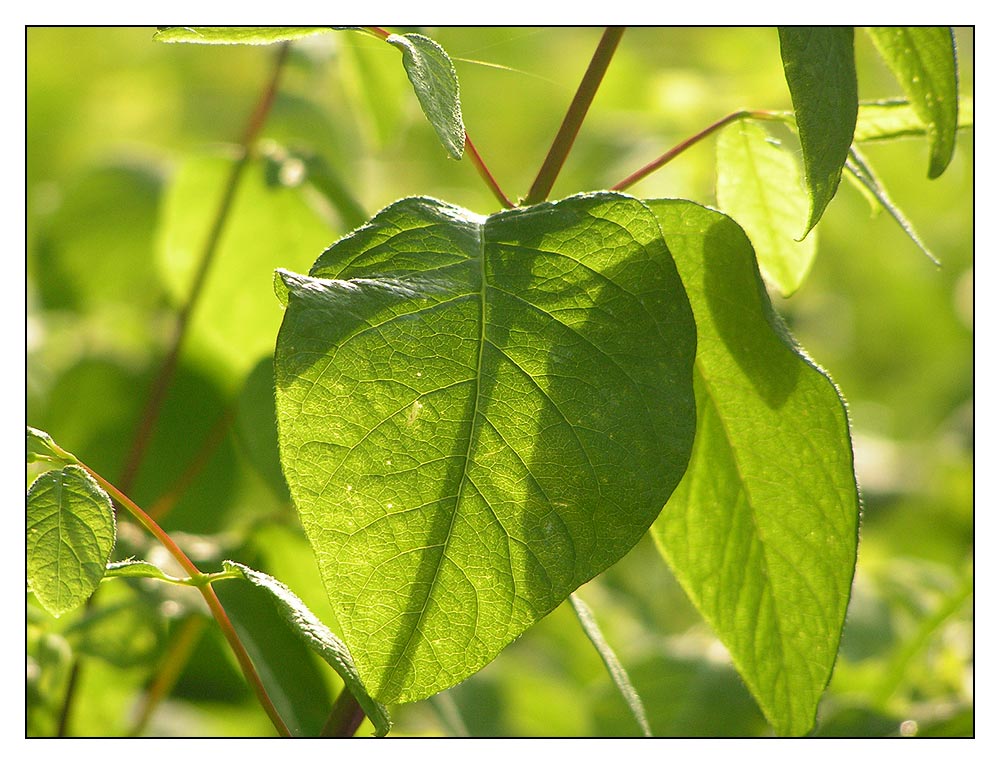 chlorophyl