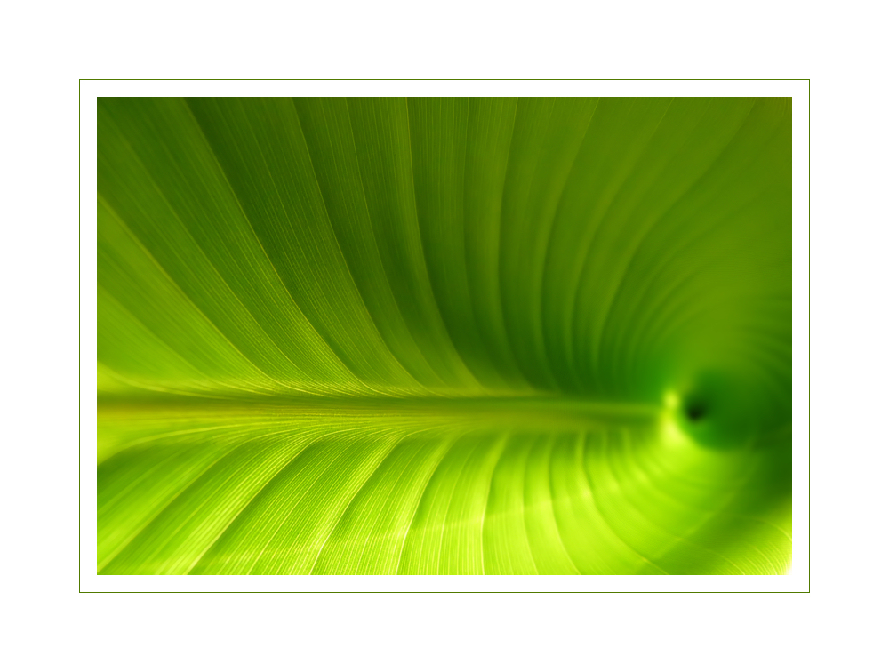 Chlorophyll