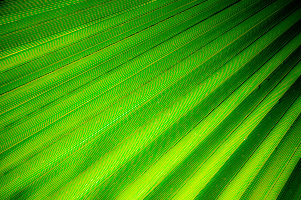 Chlorophyll Origami