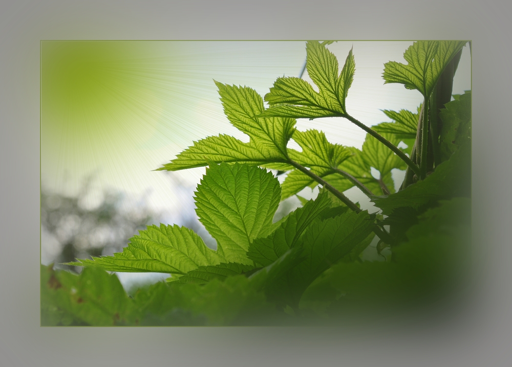 Chlorophyll-Tankstelle......, mal künstlerisch gesehen