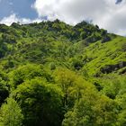 Chlorophylle au Pays Basque