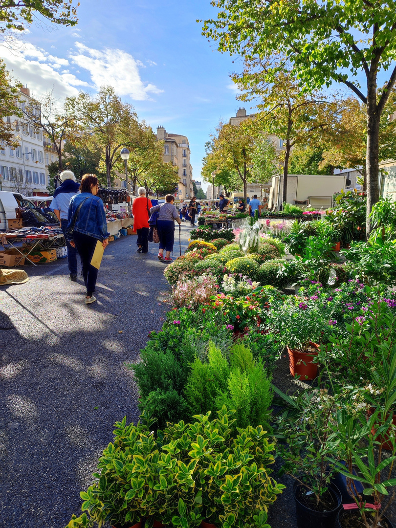 Chlorophylle urbaine