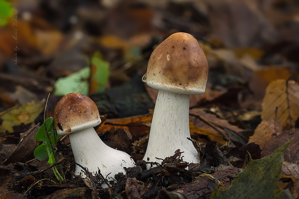 Chlorophyllum rachodes