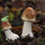 Chlorophyllum rachodes