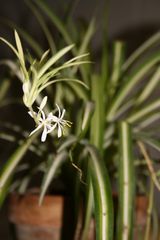 chlorophytum 3