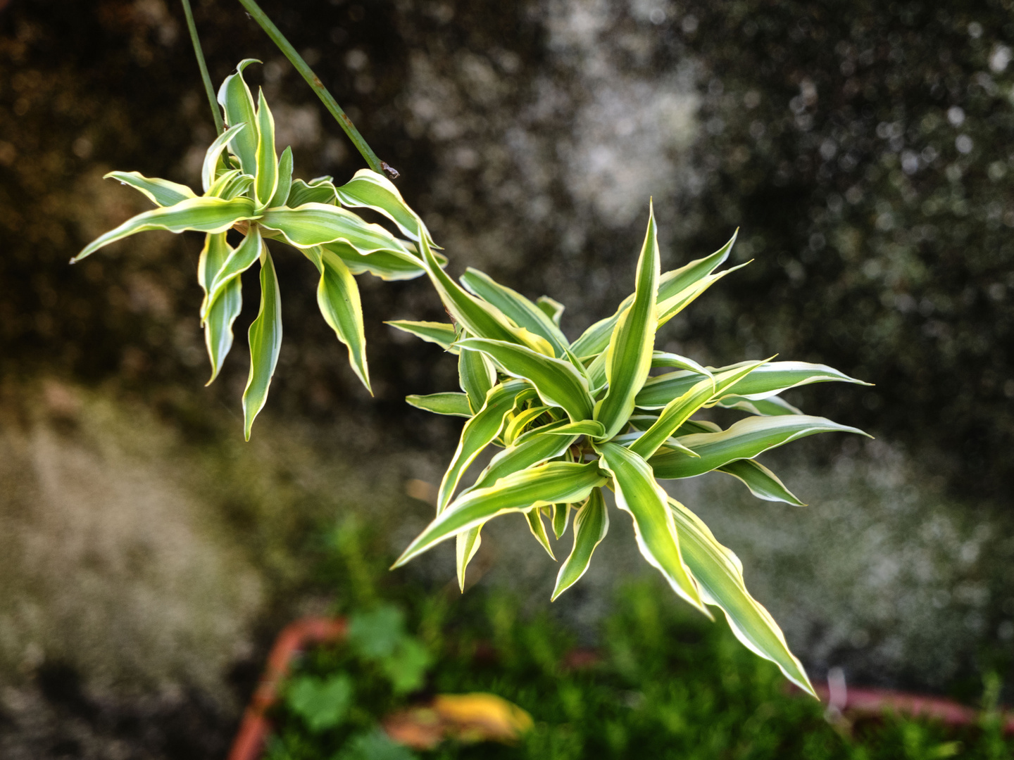 Chlorophytum comosum