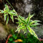 Chlorophytum comosum