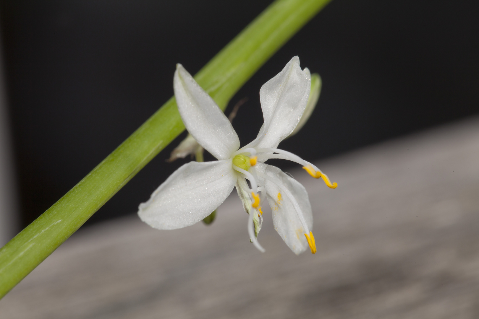 Chlorophytum