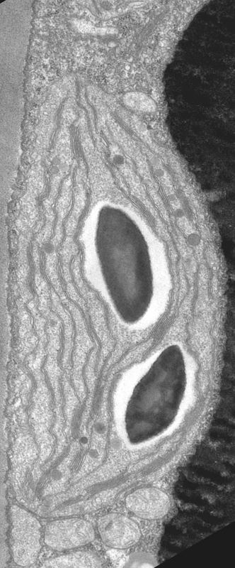 Chloroplast und Mitochondrien