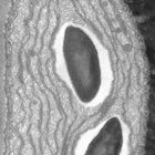 Chloroplast und Mitochondrien