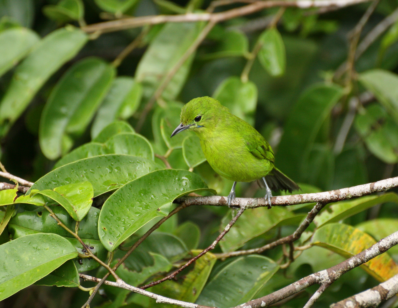 Chloropsis sonnerati