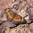 Chlosyne theona (Menetries, 1855), Theona checkerspot,  Regenwald Costa Rica